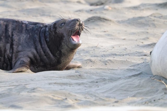 Young Elephant Seal Vocalizing on Drakes Beach