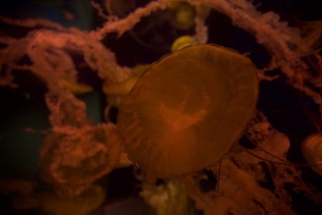 Graceful Jellyfish in an Underwater Oasis