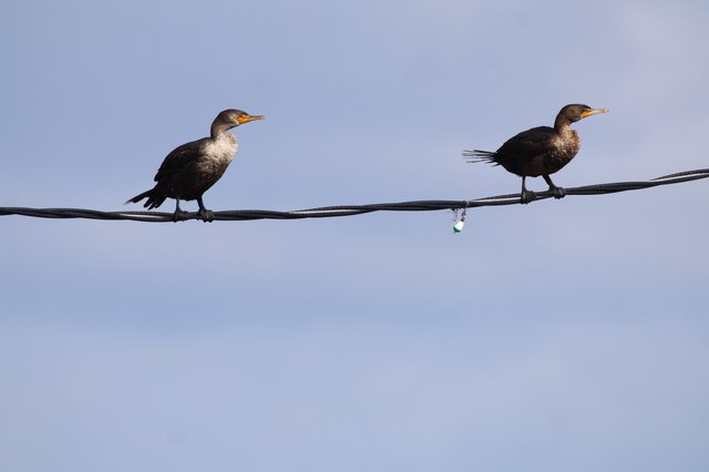 Double-Crested Cormorants Perched on Power Line