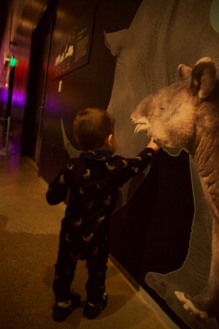 Inquisitive Wonder: Boy Meets Elephant”