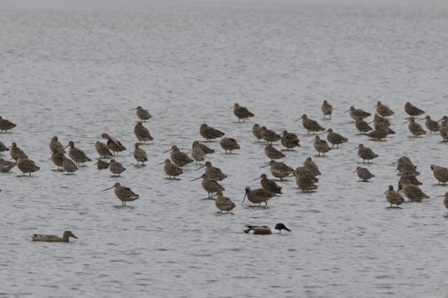 Avian Gathering at San Pablo Bay