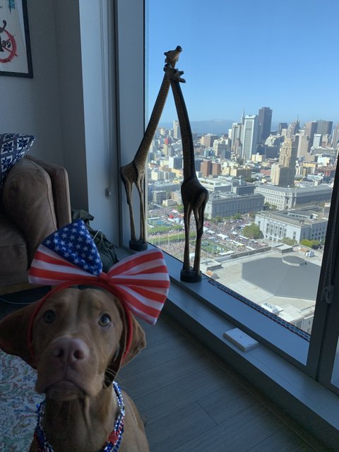 Patriotic Pup in the City