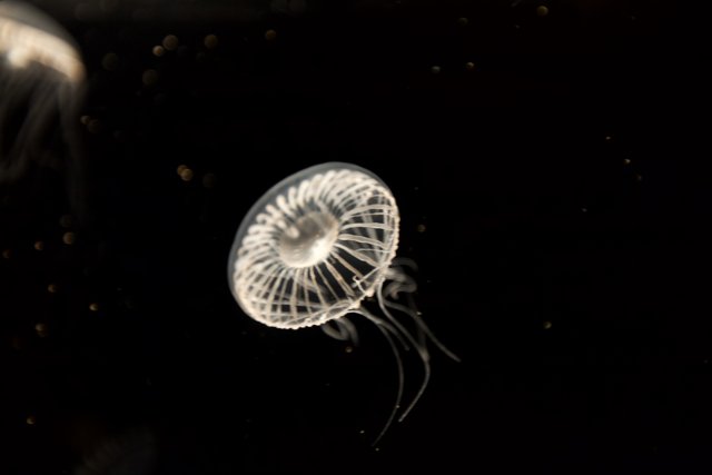 Glowing Jellyfish in the Dark