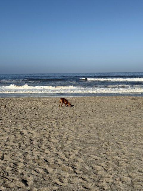 Morning Playtime by the Sea