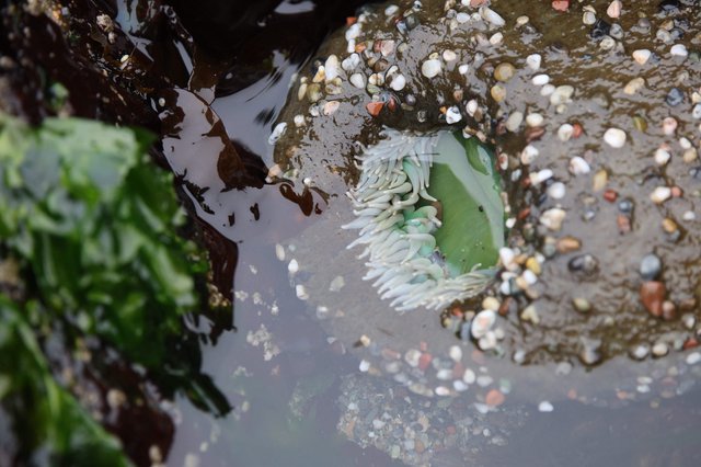 Sea Anemone Opens Its Tentacles in Tidal Pool