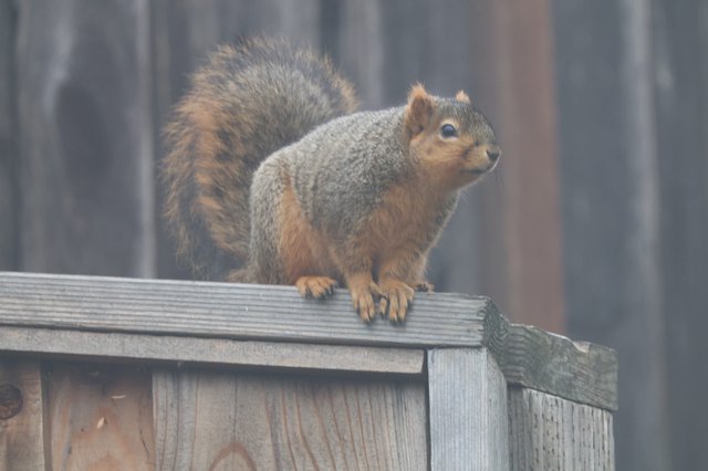 Alert Fox Squirrel Perched on Wooden Fence Rail