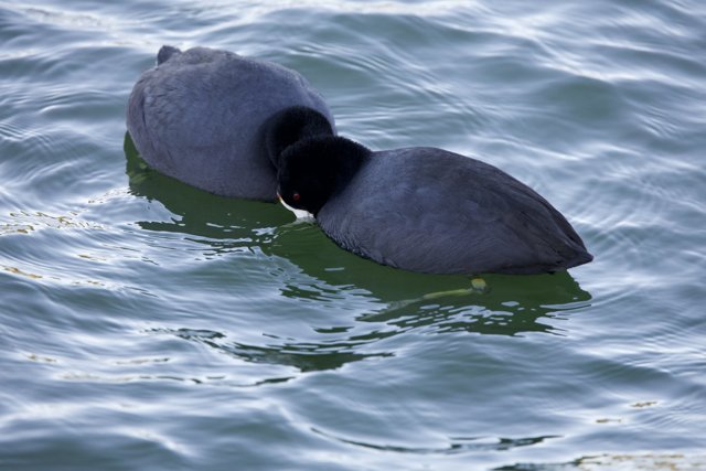 Twin Coots at Lake Merced
