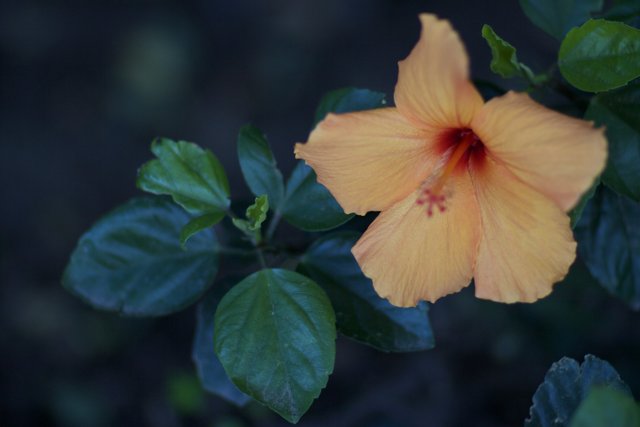 Vibrant Orange Flower with Verdant Leaves
