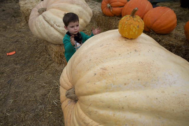 Pumpkin Encounters