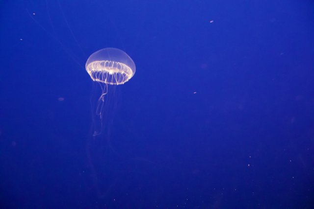 Dance of the Deep: A Jellyfish Encounter