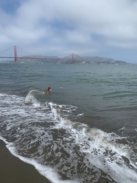 A Swim by the Golden Gate