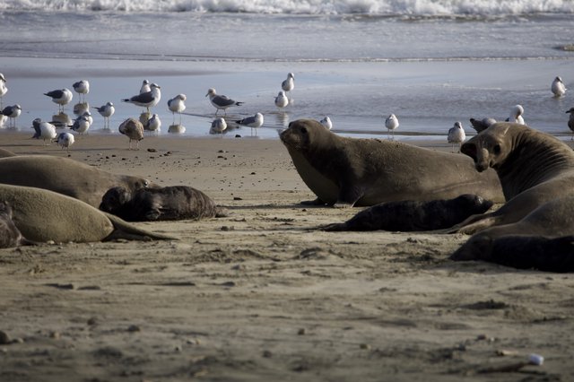 Elephant Seals and Seagulls Sharing Drakes Beach