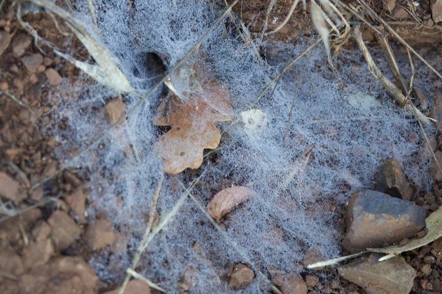 Gossamer Spider Webs Draped Over Forest Floor Debris