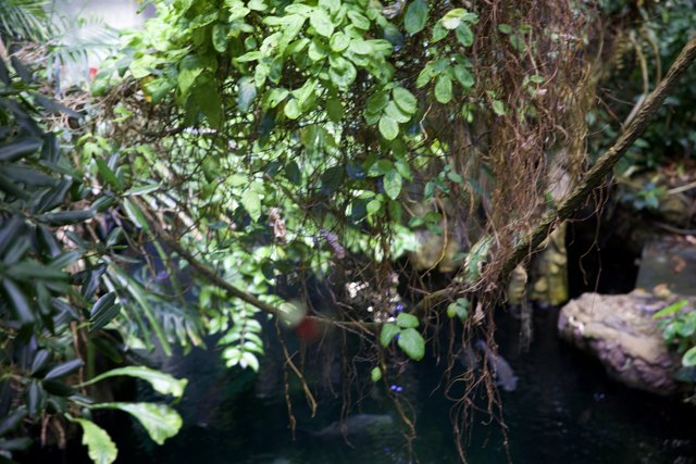 Waterfall Splendor in the Jungle: California Academy of Sciences Rainforest, 2024.