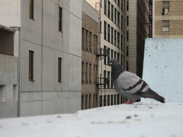 Majestic Pigeon on Apartment Ledge