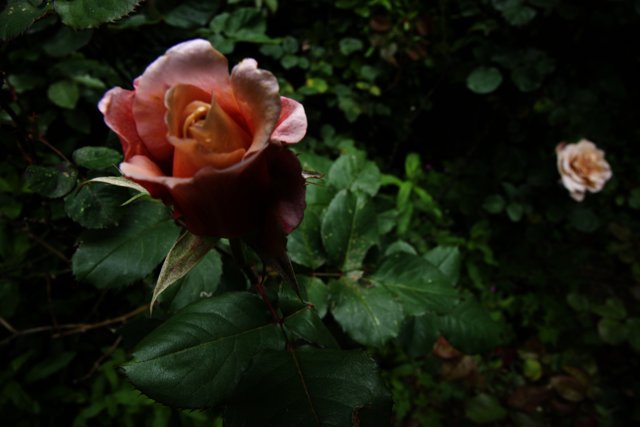 Roses in Bloom at San Francisco Botanical Garden