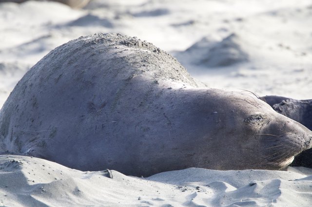 Elephant Seal Pup Resting on Sandy Beach