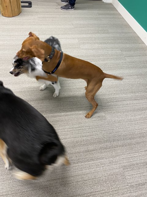 Playtime in the Office
