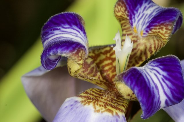 Vibrant Iris Flower in Fiji