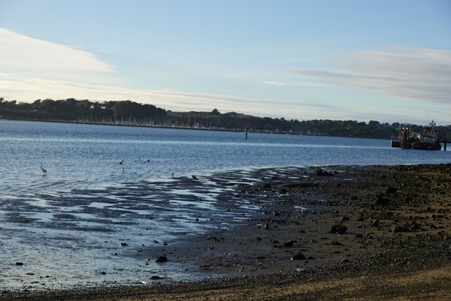 Serene Shoreline with Fowl
