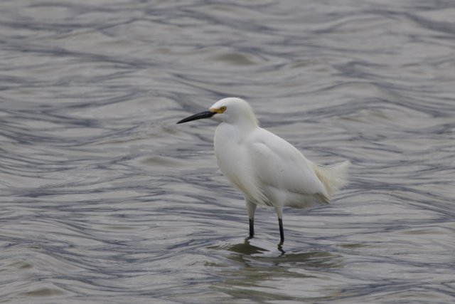 Elegance in the Wetlands