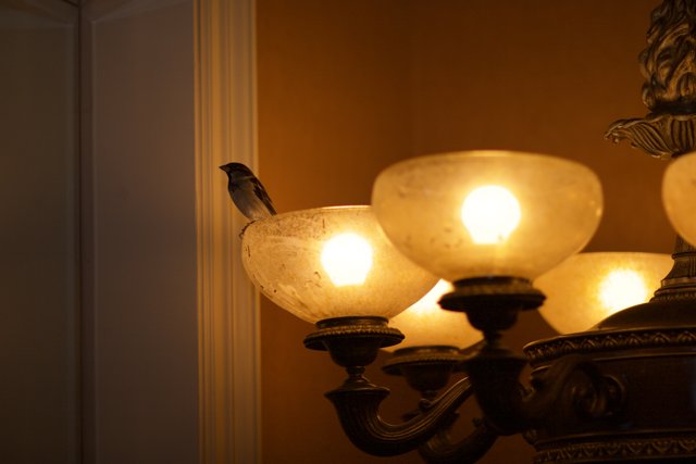 Perching Bird on Lamp Post