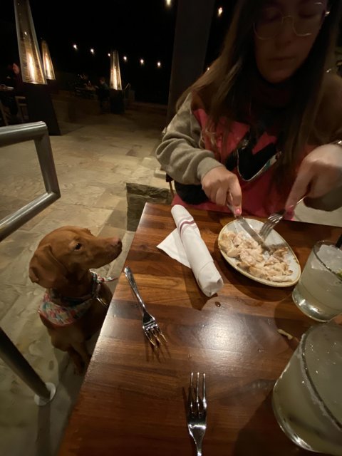 Table Manners with Canine Companions