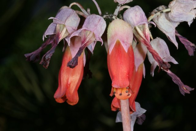 Vibrant Acanthaceae flower