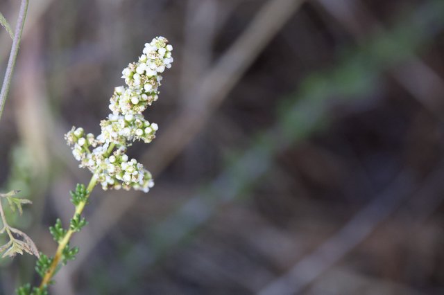 Delicate White Wildflower Blooms on Mt. Diablo Trail