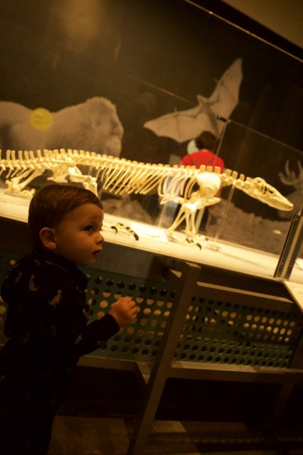 Intrigue at the Museum: A Young Curiosity