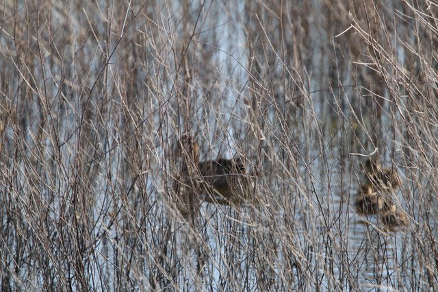 Hidden Waterfowl in Winter Wetland Grasses
