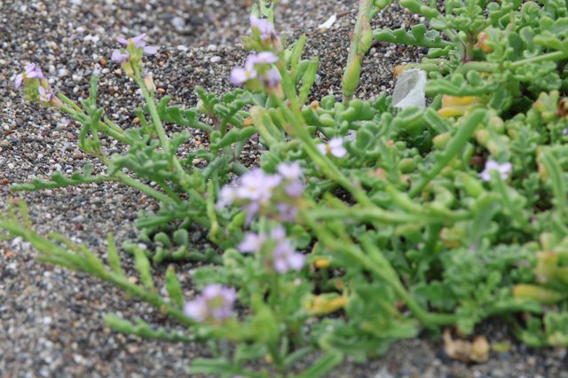 Delicate Beach Flowers Blooming in Sandy Gravel