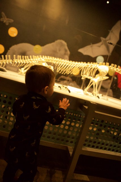 Unearthing History - Wesley's Introduction to Dinosaurs
