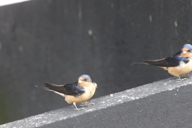 Feathered Companions at Rest