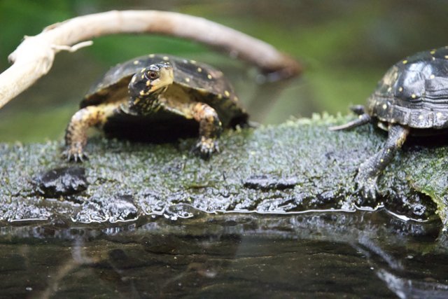 Turtles at Rest