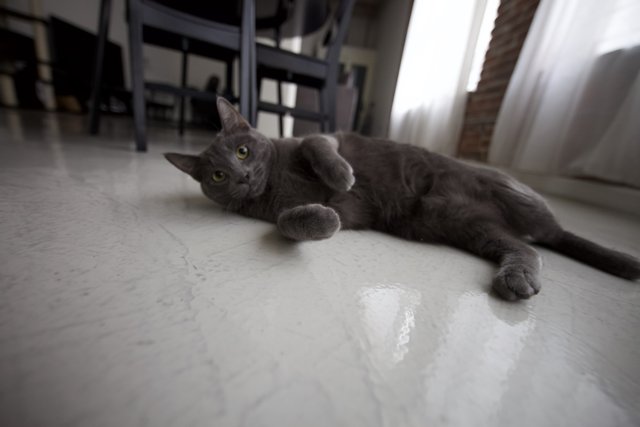 Gray Cat Lounging on Hardwood Floor