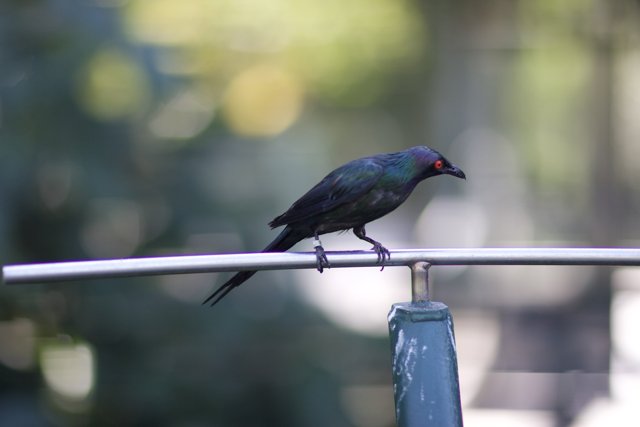 Blackbird Perched on Metal Pole