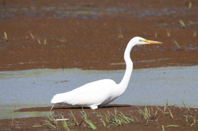 Great Egret Wading in Shallow Wetland Waters