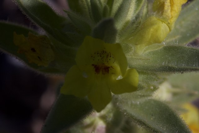 Stunning Close-Up of a Yellow Geranium Flower