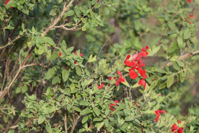 Delicate Balance: Fort Mason's Hummingbird Encounter