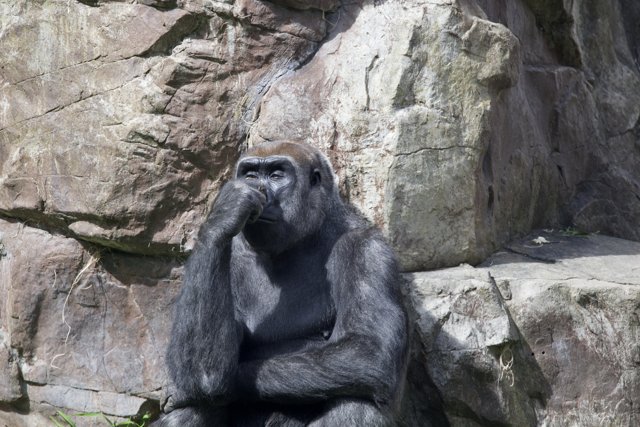 Pondering Primate