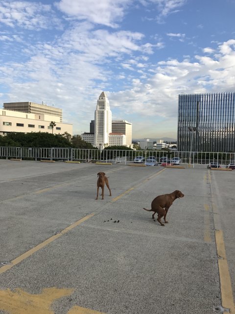 Two Vizslas Stroll by LA Skyscrapers