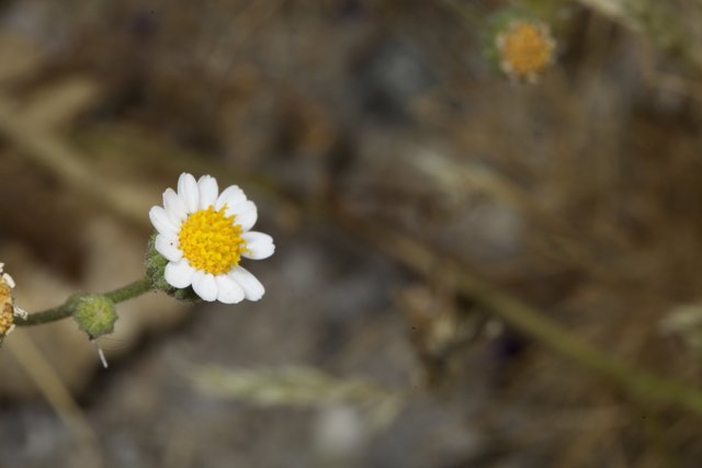 A Serene Daisy Blossom