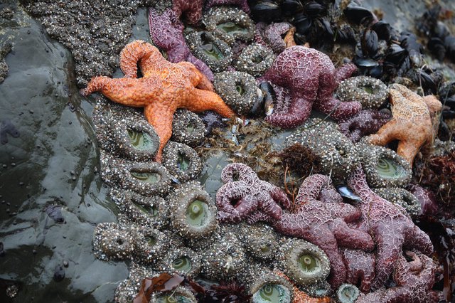 Vibrant Starfish and Anemones at Low Tide