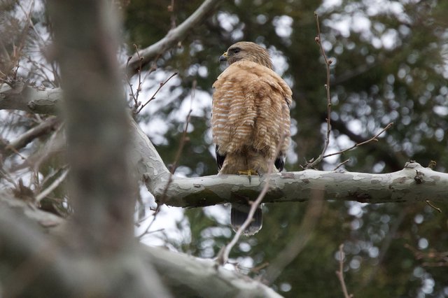Red-Shouldered Hawk Perched on Winter Branch