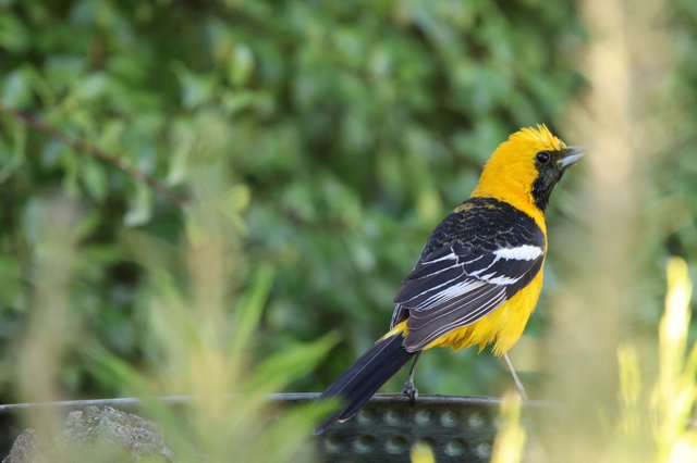 Hooded Oriole Perched on Garden Fence Rail
