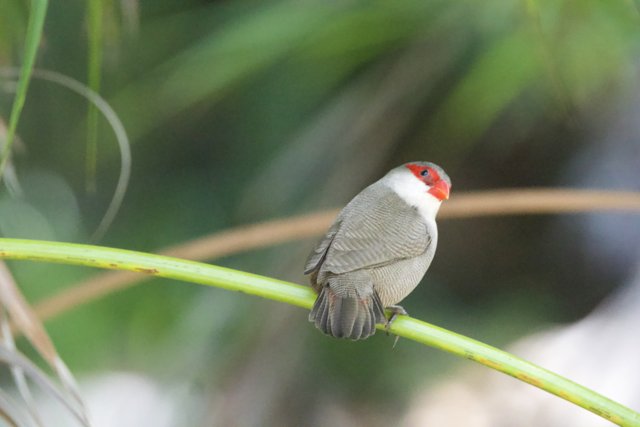 A Glimpse of Grace: Finch at Rest in Honolulu Zoo