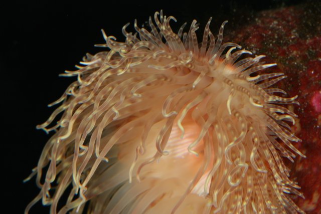 A Sea Anemone's Long Spiky Tail