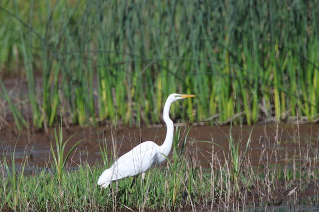 Great Egret Hunting in Wetland Grasses at Dusk