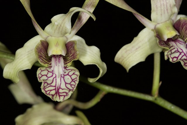 Exquisite Pair of Orchids